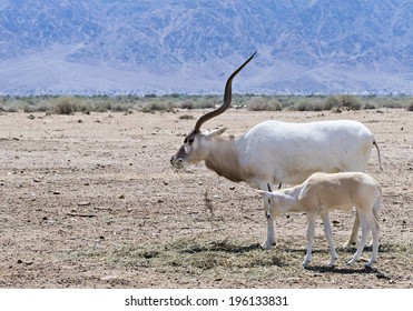 The Curved Horned Antelope Addax (Addax Nasomaculatus) Is A Native Inhabitant Of The Sahara Desert