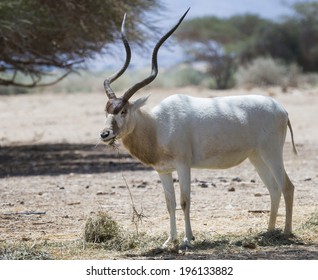 The Curved Horned Antelope Addax (Addax Nasomaculatus) Is A Native Inhabitant Of The Sahara Desert