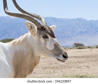 The Curved Horned Antelope Addax (Addax Nasomaculatus) Is A Native Inhabitant Of The Sahara Desert