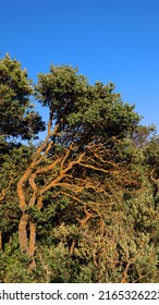 Curved oak tree in the mountains covered with orange lichen against the blue sky, intertwining branches, Ilex rotundifolia, mountains of Spain, Alicante