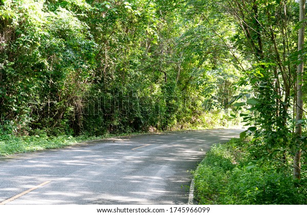 Curved path of asphalt road. Both sides of the\
path are filled with green forest. Both sides of the path are\
filled with green\
forest.