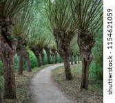 Curved path with rows of gnarly pollard willow trees, late summer. The image was taken in the Rhoonse Grienden, a freshwater tidal area nature reserve in Albrandswaard, South Holland, the Netherlands.