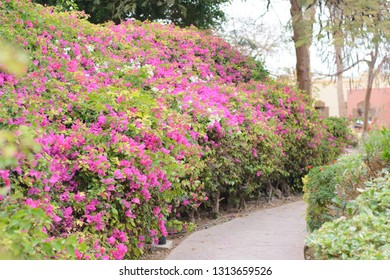 Curved Path Through Bushes Stock Photo 1313659526 | Shutterstock