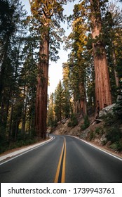 Curved road in Sequoia National Park, California, USA