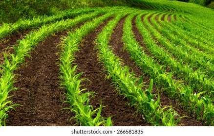 Curved Rows Young Corn Plants On Stock Photo 266581835 | Shutterstock