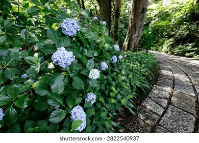 Curved stone paved pathway surrounded by lush green foliage and blue hydrangeas in a forest