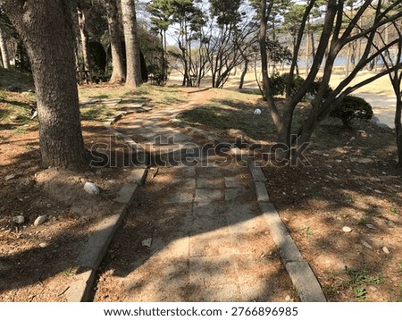A curved stone-paved path winds through a sunny park with tall pine trees casting long shadows. A small white rabbit is visible on the grass in the background on a bright spring day. Winding stone path through a sunny pine forest park with a white rabbit in the distance, Namiso Island, South Korea