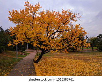 Curved Tree With Falling Leaves During Autumn