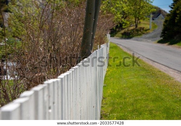 A  curved white picket fence divides a garden\
from the road. A tall flowering shrub can be seen in the\
background. The sun is shining on the fence illuminating the\
textured wood palings and\
shadows.