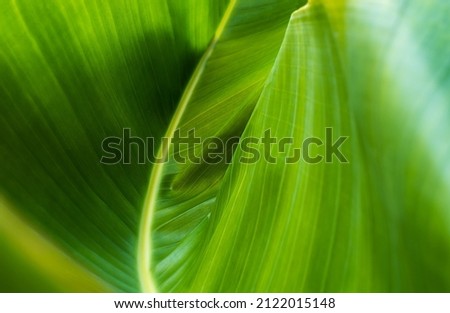 Curves fresh green banana leaf abstract nature background
