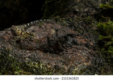 Curve-toed Gecko Sticky Out Tongue While Finding Food On The Tree Trunk