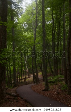 A curvey walking path meanders through the woods on a foggy summer morning for hiking, vacation travel, exercise, and wellness.