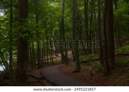 A curvey walking path meanders through the woods on a foggy summer morning for hiking, vacation travel, exercise, and wellness.