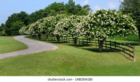 Curving driveway has blooming white crapemyrtles and rustic wooden fence.  Blue sky above.