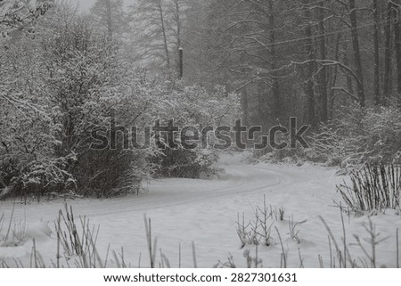 Curving forest path surrounded by snow-covered trees and shrubs during a quiet winter snowfall.
