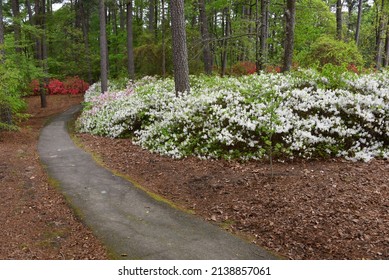 Curving pathway leads among blooming Azaleas in pink and white.  South Arkansas Arboretum is a nature park providing walks among South Arkansas floral and fauna. Pine needles cover the ground.