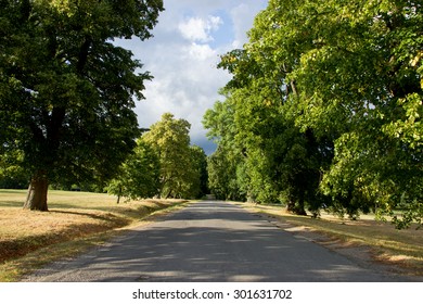 Curving Road Lined with Trees