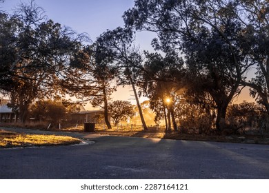 A curving tar road surrounded by beautiful green gum trees and buildings at sunrise, Cape Town, South Africa