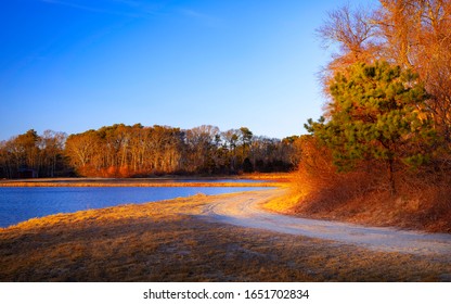 Curving Walking Trail In Peaceful Wooded Cranberry Bog In Nature On Cape Cod