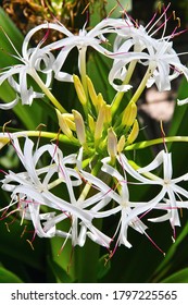 Curvy Flowers Of 