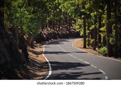 Curvy Road In Pine Forest, Tenerife, Canary Island, Spain	