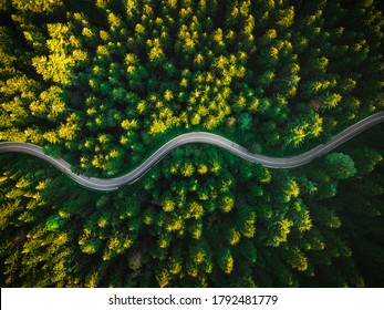 Curvy Road in Summer Pine Forest. top Down Drone Photography. Outdoor Wilderness.