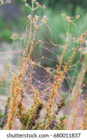 Cuscuta Chinensis