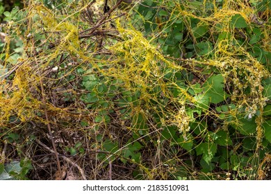 Cuscuta, Dodder, Parasitic Plant. Wild Invasive Creeper Plant