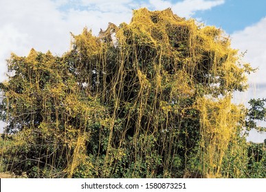 Cuscuta sp. Family: Cuscutaceae. A leafless parasitic climber commonly known as the 'Dodder'.