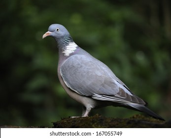 Cushat [Columba Palumbus]