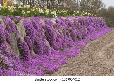 63 Carpet Cushion Phlox Flower Images, Stock Photos & Vectors ...