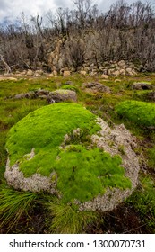 Cushion Plant Regrowth After Being Burnt Out By Wildfire