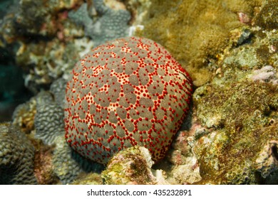 Cushion Sea Star