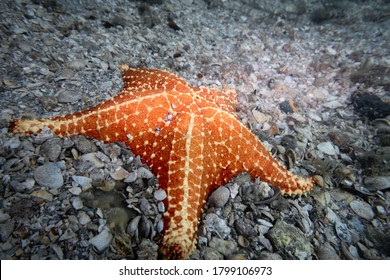 Cushion Sea Star (Oreaster Reticulatus) Lying On The Sea Floor, Rare Underwater Animal In Natural Habitat, Tropical West Atlantic Ocean, Color