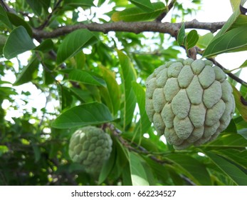 custard apple