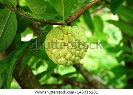 Similar – Image, Stock Photo Fruit of an Annona plant From bobmachee