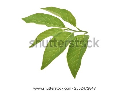 Custard Apple leaf isolated on white background