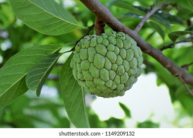 Unriped Custard Apple Backyard Stock Photo (Edit Now) 1903523068