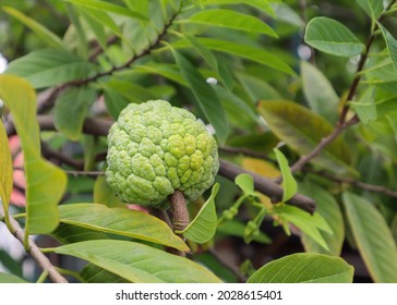 272 Atis plant Images, Stock Photos & Vectors | Shutterstock