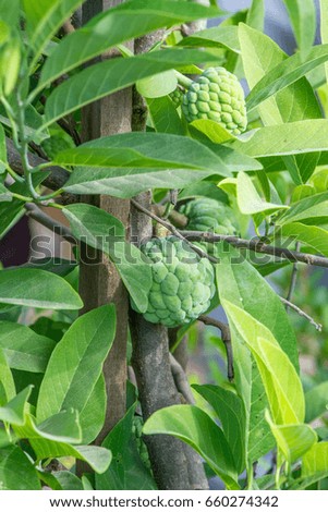 Custardapple tree