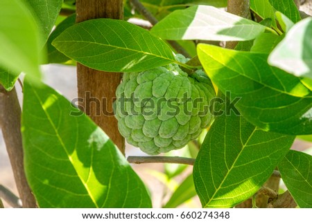 Custardapple tree