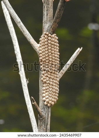 A custer of eggs of giant water bug (Lethocerus indicus) were laid on the stem in the seasonal pond in northwestern Taiwan.