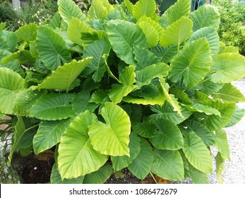 Custer Of Elephant Ears 