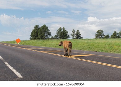 Custer, SD, USA, 2019-07-15: Bison Calf Standing Alone On Road