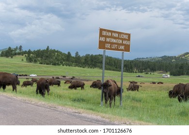 Custer, SD, USA, 2019-07-15: Bison Standing Beneath Sign Next To Road