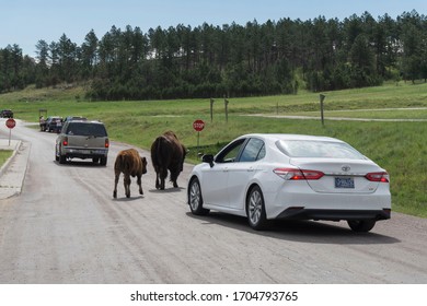 Custer, SD, USA, 2019-07-15: Bison Crossing Road In Front Of Cars