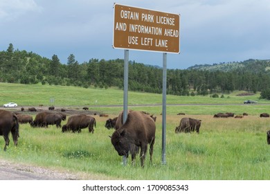 Custer, SD, USA, 2019-07-15: Bison Rubbing On Sign Next To Road