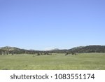 Custer state park 