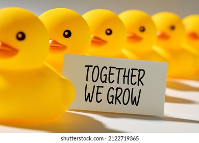 Customer Growth, Synergy Or Business Development Strategy Concept. Rubber Ducks In A Row Carry A Signboard With The Message Together We Grow.