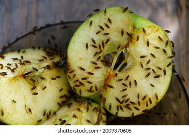 Una manzana cortada ha atraído moscas de la fruta para alimentarse de ella